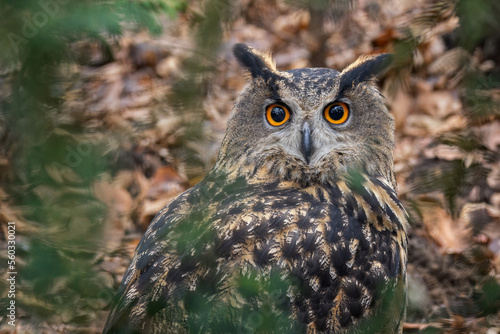 Portrait of a great horned owl outdoors.