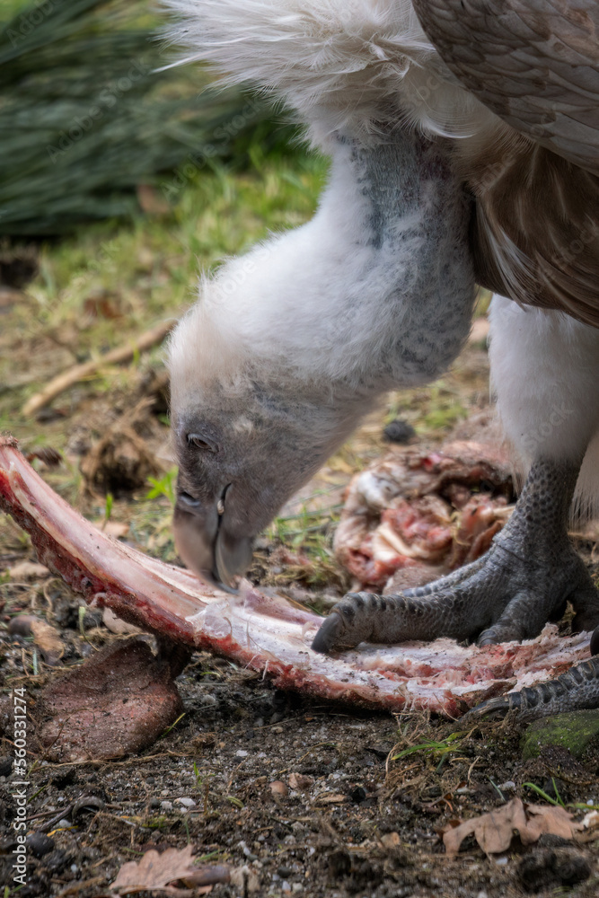 Fototapeta premium Griffon vulture eating ribs outdoors.
