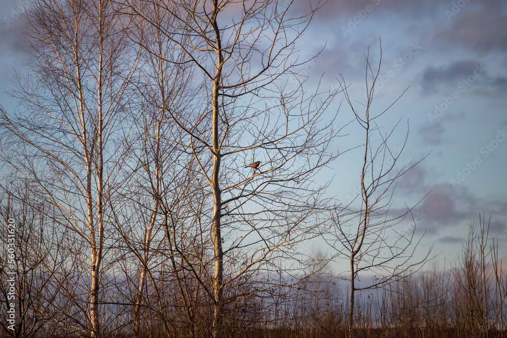 Obraz premium Tree in winter. A bird on a tree