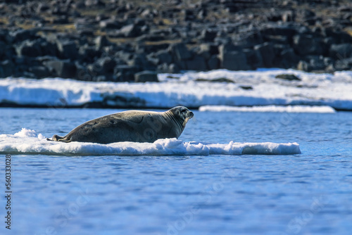 Canvastavla Bearded seal lying on a ice floe