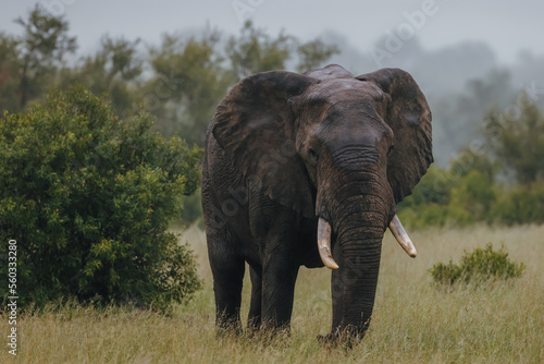 Elephant in African