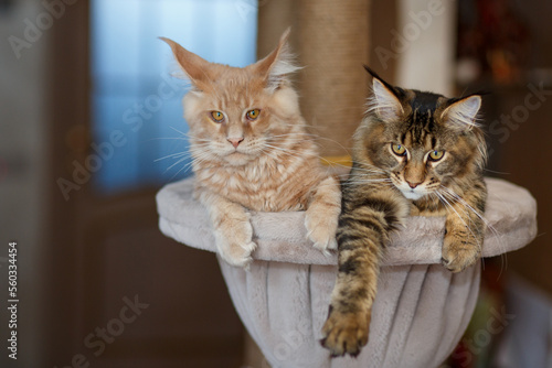 Wallpaper Mural Portrait of two cute striped Maine Coon kittens red and gray lie on a play stand	
 Torontodigital.ca