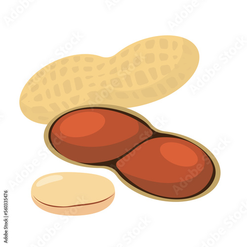 Vector illustration of peanuts and peanut shells.