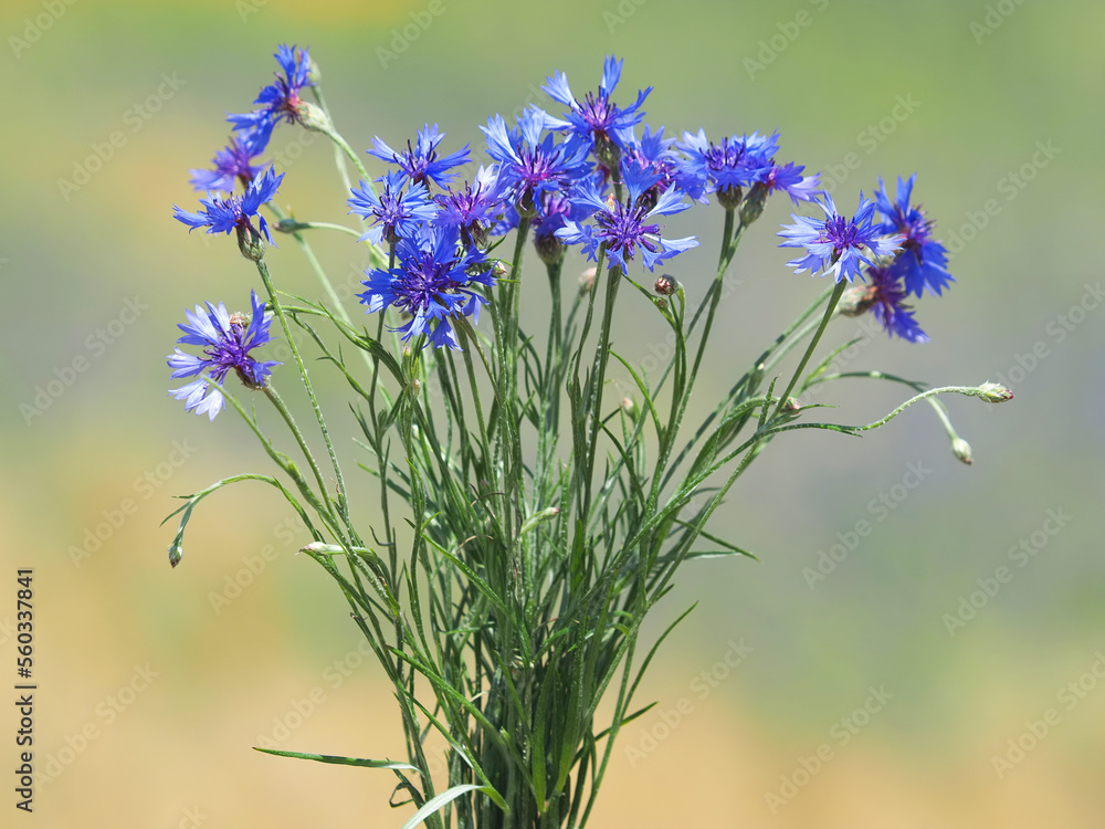 Blue wild flowers of cornflower on a field Blue wild flowers of cornflower on a field