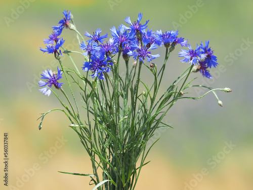 Blue wild flowers of cornflower on a field