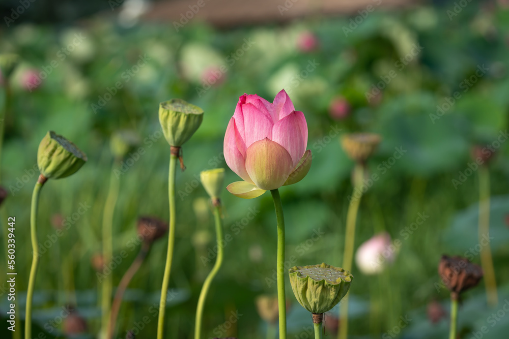lotus flower
Korean Lotus Farm
sublime lotus flower
a pretty lotus flower
Buddhist flower

