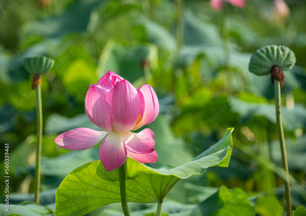 Obraz premium lotus flower Korean Lotus Farm sublime lotus flower a pretty lotus flower Buddhist flower