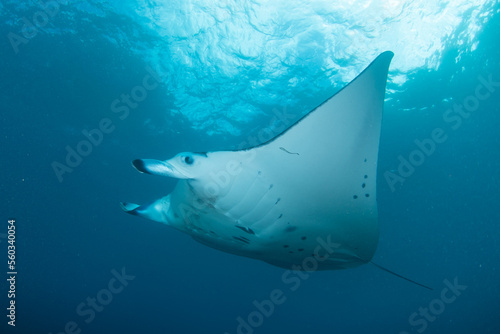 Manta ray is flying in the sea