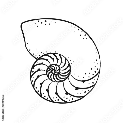 Seashell vector illustration. Abstract boho sketch doodle style. Illustrations for menu, seafood restaurant design, resort hotel spa, surf boards. Wall Art Print, t shirt, phone case