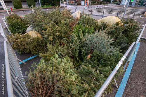 Mise en place début janvier par la Métropole de Rouen, de zones de collecte des sapins de Noël afin d'être recyclés photo