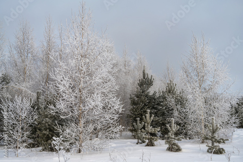 A corner of the forest with pines and birches is shrouded in light haze and white fluffy hoarfrost.