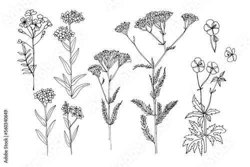 Wild flowers and meadow grasses. Summer field flowers. Botanical illustration. Cardamine pratensis, Myosotis, yarrow, Linum