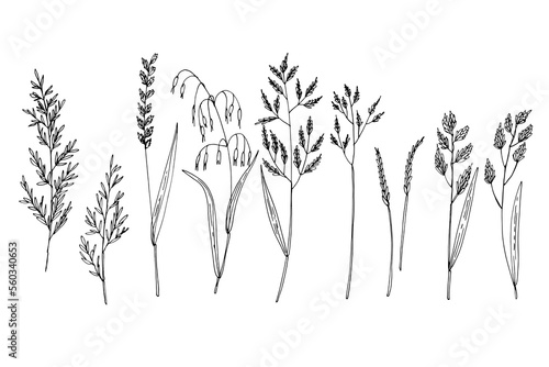 Wild flowers and meadow grasses. Summer field flowers. Botanical illustration. Bluegrass meadow, Perennial Rye Grass, Avena fatua
