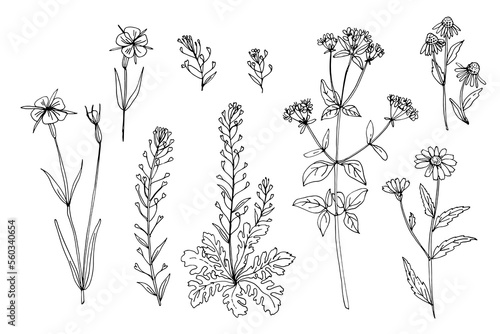 Fototapeta Naklejka Na Ścianę i Meble -  Wild flowers and meadow grasses. Summer field flowers. Botanical illustration. Shepherd's purse, Corncockle, Chamomile, Oríganum