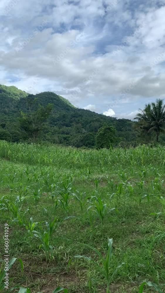 cornfield with mountain view. cornfield with mountain view.