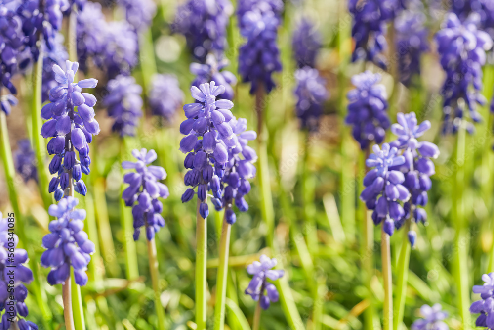 Muscari flower with bright natural background. Muscari flower with bright natural background.