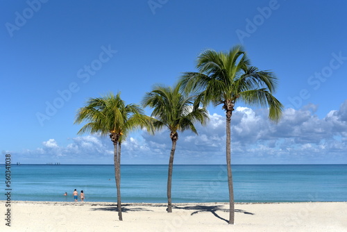 Palm on the beach. Cuba, Varadero. Blue sky and white sand. 