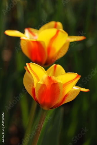 Two tulips in garden. Spring flowers.