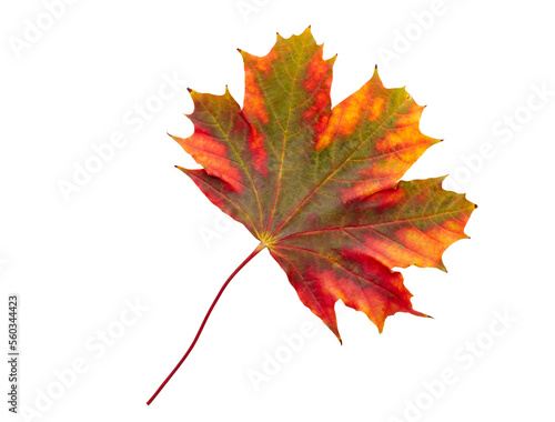 Autumn maple leaf bright on white background.