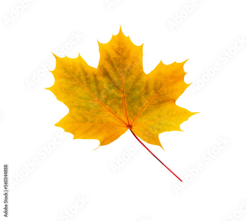 Autumn maple leaf bright on white background.