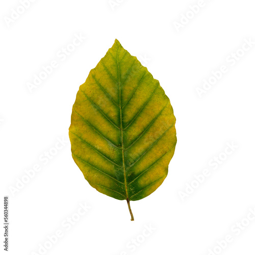 Autumn maple leaf bright on white background.
