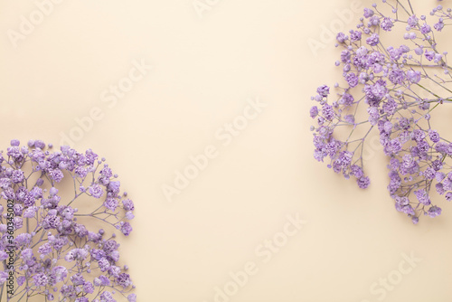 Gypsophila flowers in the pastel background.