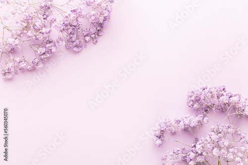 Gypsophila flowers in the pastel background.