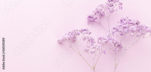 Gypsophila flowers in the pastel background.