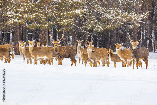 Photo Deer in Kazakhstan Akmola region Zerenda photo