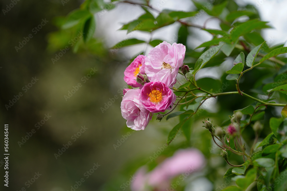 Pink flower full open pink rose on tree in green garden for background. Pink flower full open pink rose on tree in green garden for background.