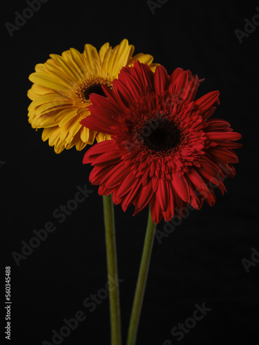 yellow and red gerbera daisy flower isolated on black background