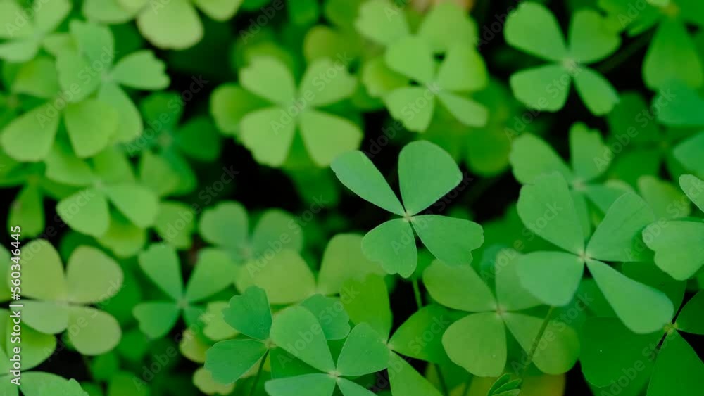 Good luck four leaf clover standing out from a field of clovers. Unique, rare, or special individual concept , Nature background. UHD 4k video Good luck four leaf clover standing out from a field of clovers. Unique, rare, or special individual concept , Nature background. UHD 4k video
