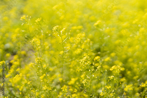 Blooming green spring meadow with tiny yellow flowers closeup  macro with blur and defocus on sunny day. Beautiful spring floral natural background.