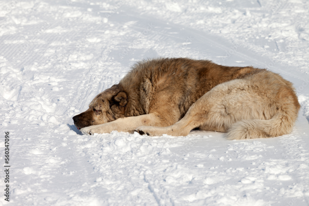 Dog sleeping on snow