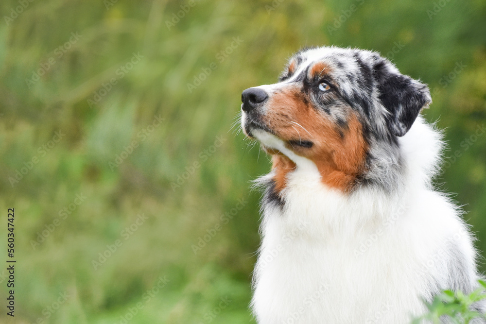 Australian Shepherd on the right in the photo. Dog in profile