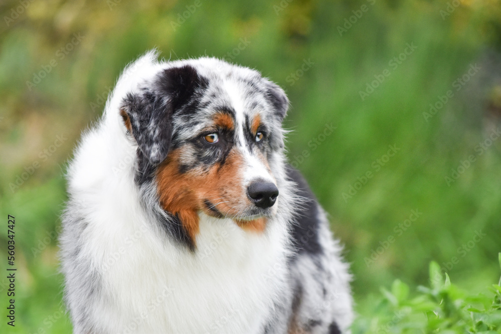 Dog portrait. Australian Shepherd looking at the camera