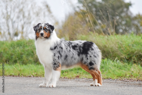 The dog australian shepherd stands sideways in full growth and looking at the camera photo
