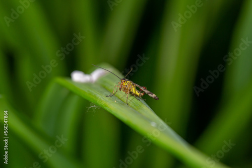 Black and yellow scorpionfly insect sits on a green leaf macro photography. Scoprpion fly insect sitting on a plant on a summer sunny day, close-up photo.