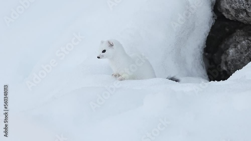 The stoat on snow (mustela erminea)