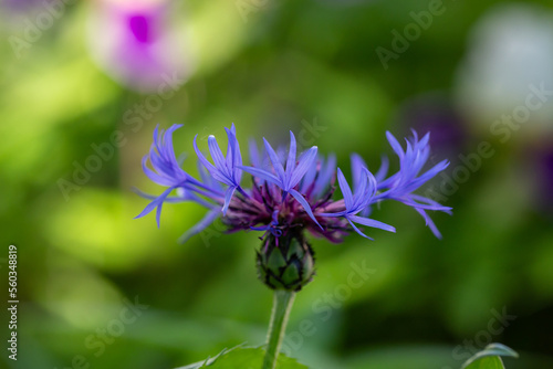 Blooming cornflower blue on a green background on a sunny day macro photography. Fresh bachelor s button flower with purple thin petals in springtime close-up photo.
