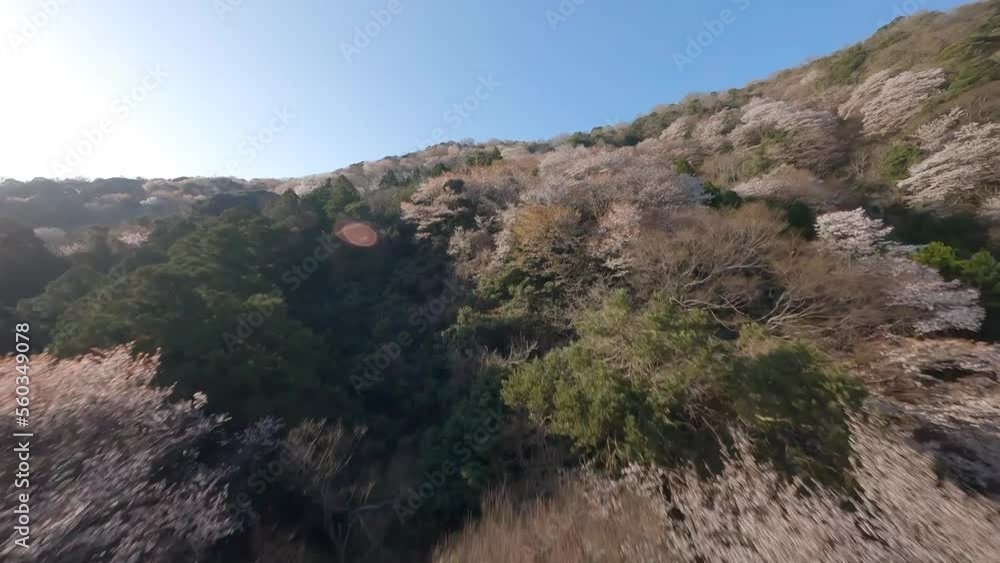 FPV drone view from the top of the mountain of sakura cherry blossoms FPV drone view from the top of the mountain of sakura cherry blossoms