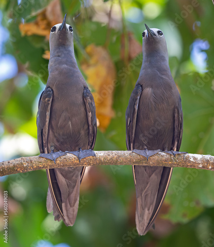 Close up of a pair of Common Noddy (Anous stolidus) at Cousin island, Seychelles  photo