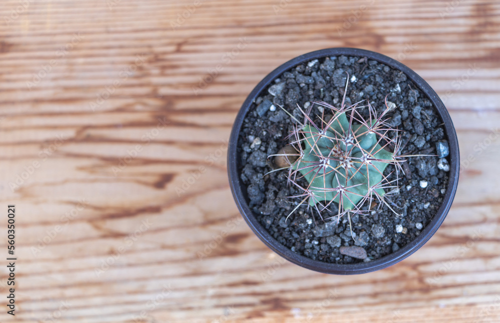 The Ferocactus Emoryi: A Stunning Shot of a Cactus with Intriguing Thorns on a Wooden Background The Ferocactus Emoryi: A Stunning Shot of a Cactus with Intriguing Thorns on a Wooden Background