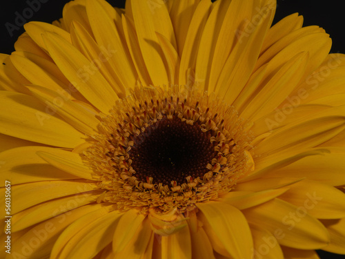 Beautiful yellow gerbera daisy flower