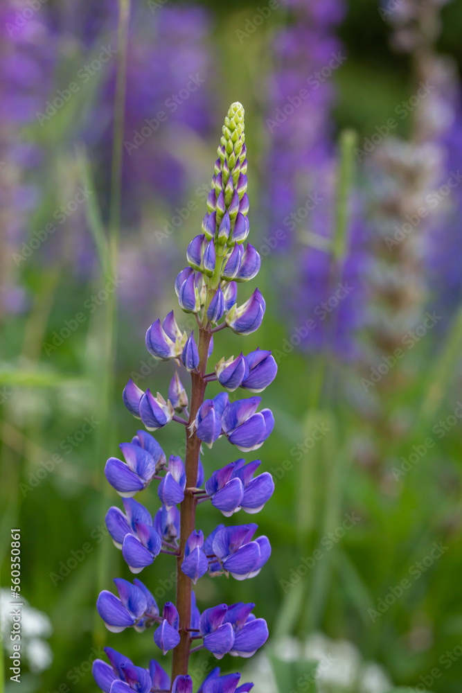 Blossom purple Lupinus flowers on a green background on a sunny day macro photography. Lupine wildflower with lilac petals close-up photo in summertime. Bluebonnet floral background. Blossom purple Lupinus flowers on a green background on a sunny day macro photography. Lupine wildflower with lilac petals close-up photo in summertime. Bluebonnet floral background.