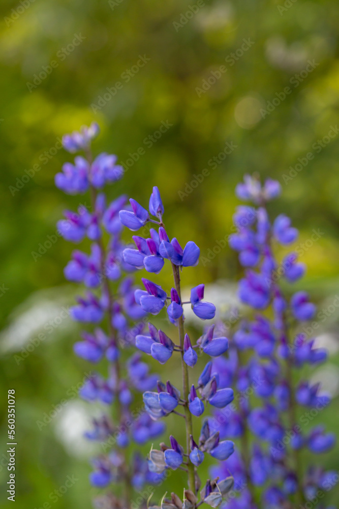 Blossom purple Lupinus flowers on a green background on a sunny day macro photography. Lupine wildflower with lilac petals close-up photo in summertime. Bluebonnet floral background. Blossom purple Lupinus flowers on a green background on a sunny day macro photography. Lupine wildflower with lilac petals close-up photo in summertime. Bluebonnet floral background.