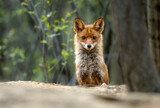 Red fox in the forest ( Vulpes vulpes )