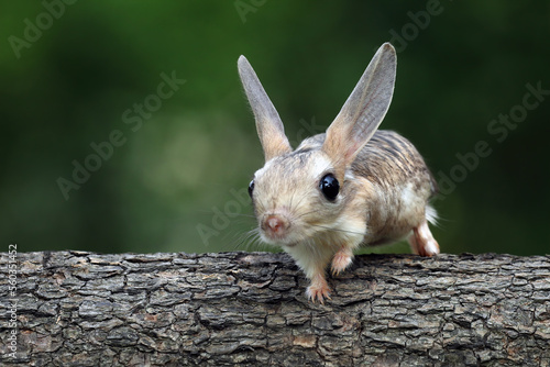 The Long-eared Jerboa (Euchoreutes naso). photo