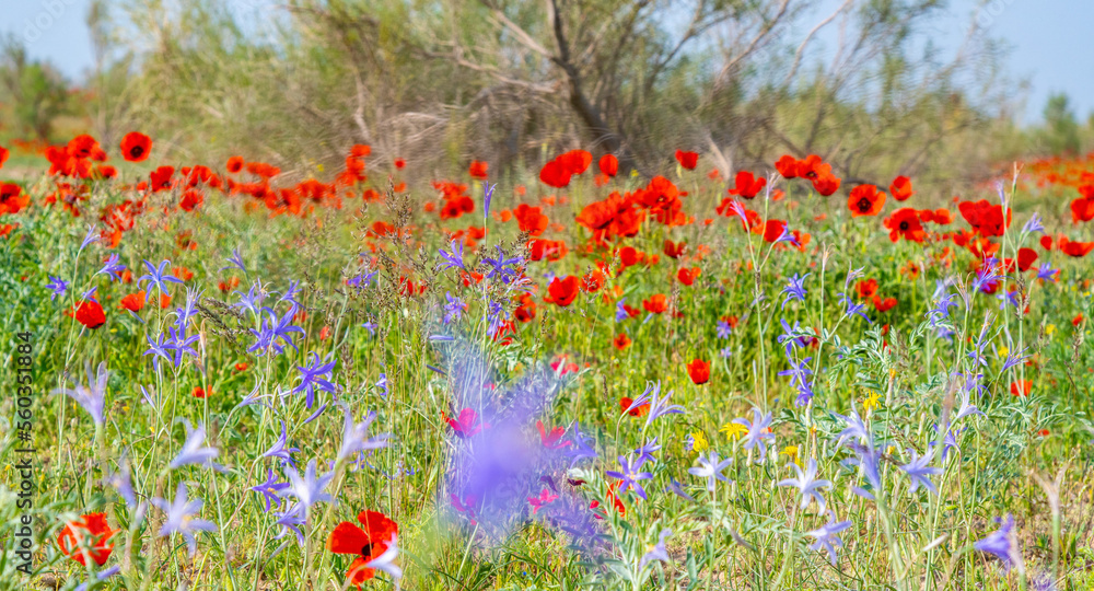 Fototapeta premium Poppies growing in the kyzylkum desert