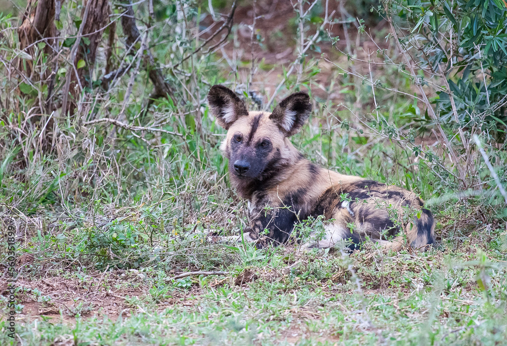 African wild dogs begin to eat the animals they hunt alive. Wild dogs are usually in groups of 20-30 individuals. African wild dogs begin to eat the animals they hunt alive. Wild dogs are usually in groups of 20-30 individuals.